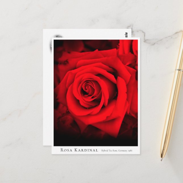 Carte Postale Rosa Kardinal (Devant/Arrière en situation)
