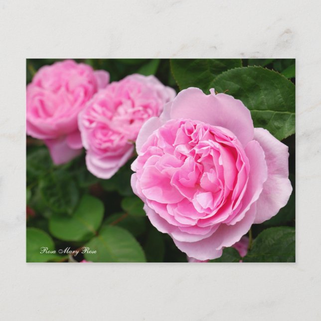 Carte Postale Rosa Mary Rose [Carte postale] (Devant)
