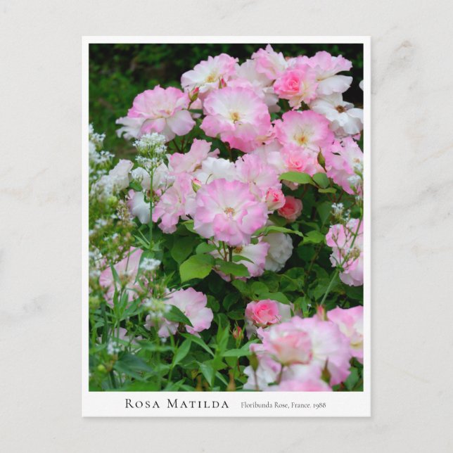 Carte Postale Rosa Matilda (Devant)