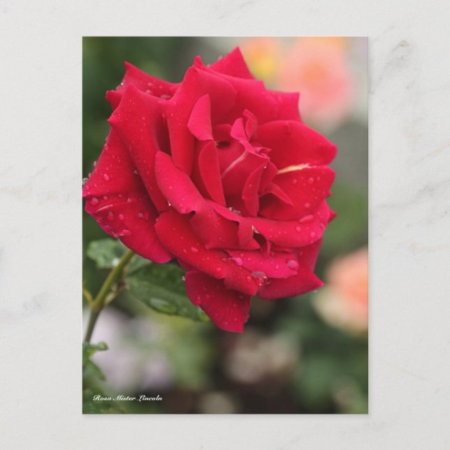 Carte Postale Rosa Mister Lincoln (Devant)