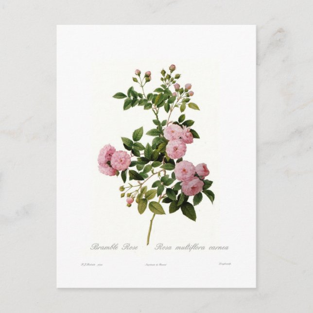 Carte Postale Rosa multiflora carnea(Rose multiflore) (Devant)