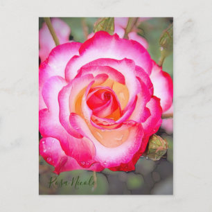 Carte Postale Rosa Nicole [Carte postale]
