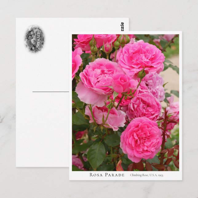 Carte Postale Rosa Parade (Devant / Derrière)
