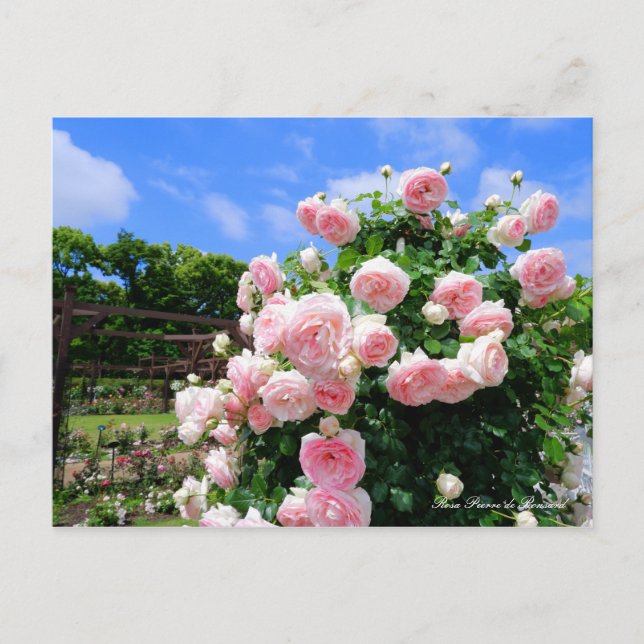 Carte Postale Rosa Pierre de Ronsard [Carte postale] (Devant)