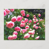 Rosa Pierre de Ronsard [Carte postale] ポ ド ー カ