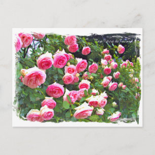 Carte Postale Rosa Pierre de Ronsard [Carte postale] ポ ド ー カ