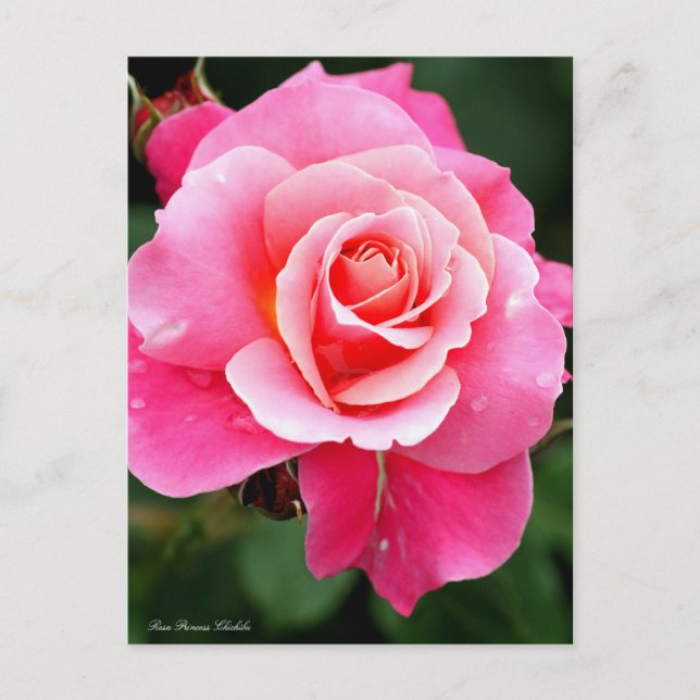 Carte Postale Rosa Princess Chichibu：Postcard (Devant)