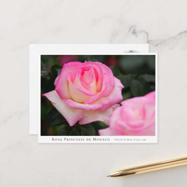 Carte Postale Rosa Princesse de Monaco (Devant/Arrière en situation)