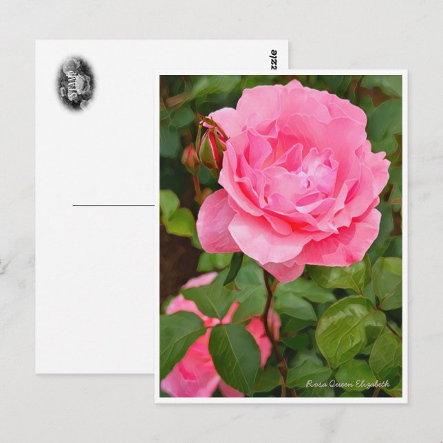 Carte Postale Rosa Queen Elizabeth (Devant / Derrière)