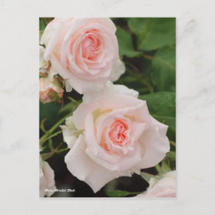 Carte Postale Rosa Rose