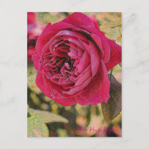 Carte Postale Rosa Rouge Royale [Carte postale]