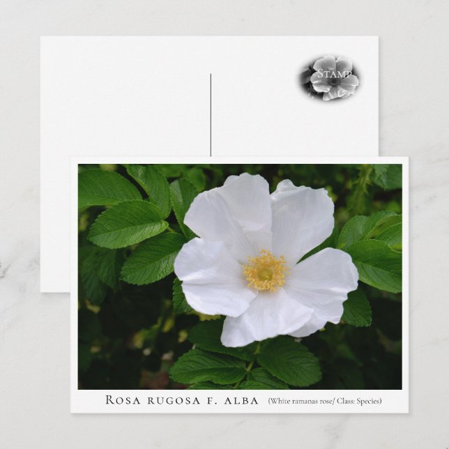 Carte Postale Rosa rugosa (Devant / Derrière)