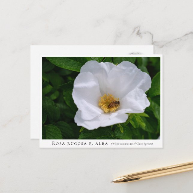 Carte Postale Rosa rugosa (Devant/Arrière en situation)