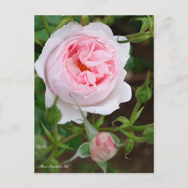 Carte Postale Rosa Scepter'd Isle [Carte postale] (Devant)