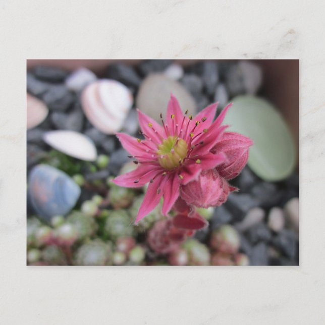 Carte Postale Rosa Steingartenblüte (Devant)