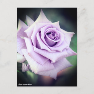 Carte Postale Rosa Sweet Moon