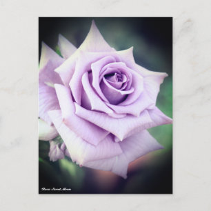Carte Postale Rosa Sweet Moon