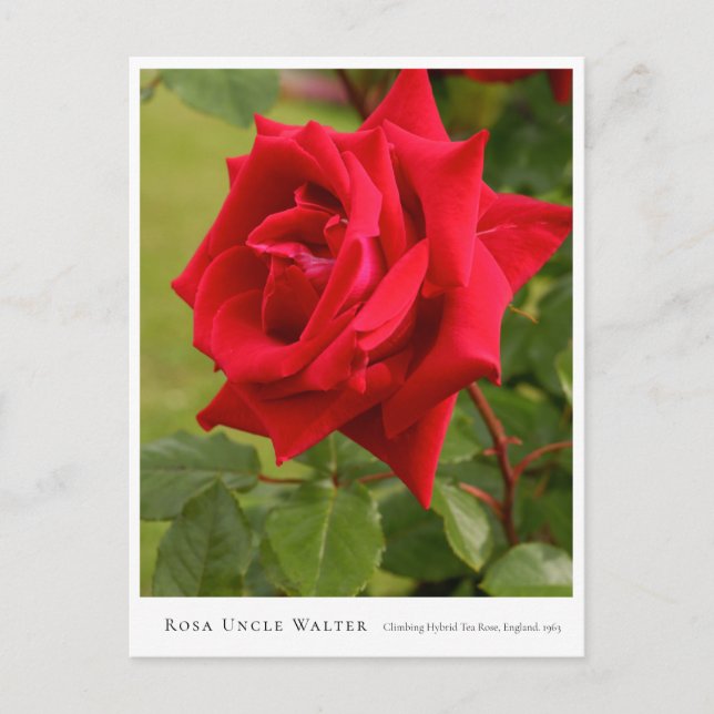 Carte Postale Rosa Uncle Walter (Devant)