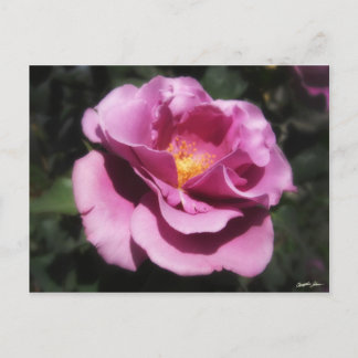 Carte Postale Rosas Moradas 3