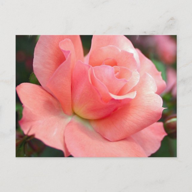 Carte postale rose (Devant)