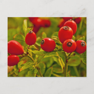 Carte Postale Rose