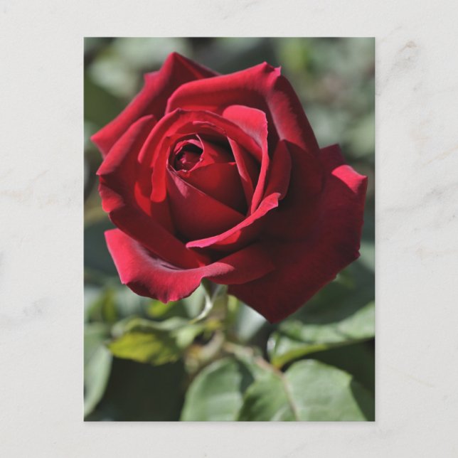 Carte postale rose (Devant)