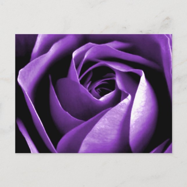 Carte Postale Rose (Devant)