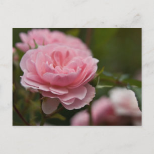 Carte postale rose