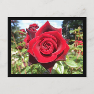 Carte Postale Rose