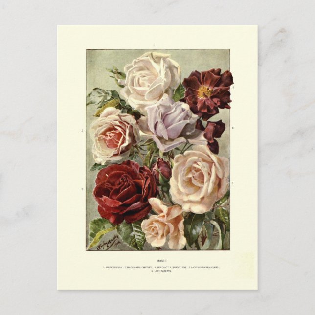 Carte Postale Rose (Devant)