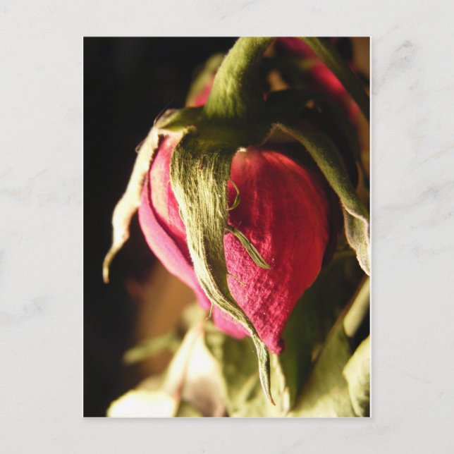 Carte Postale rose (Devant)