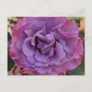 Carte postale rose