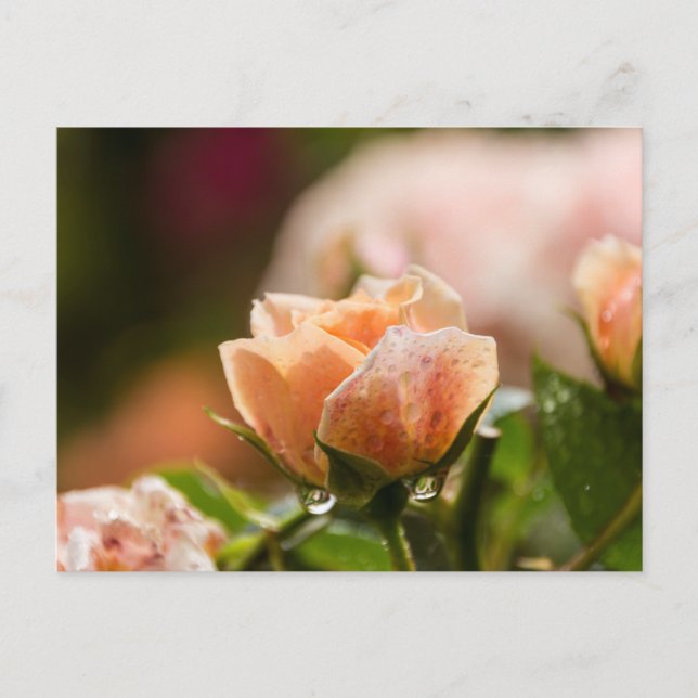 Carte postale rose (Devant)