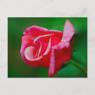 Carte postale rose