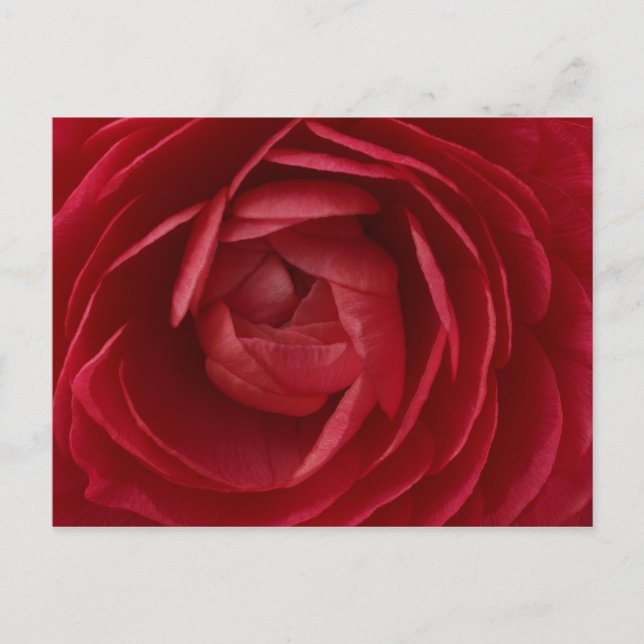Carte Postale Rose (Devant)