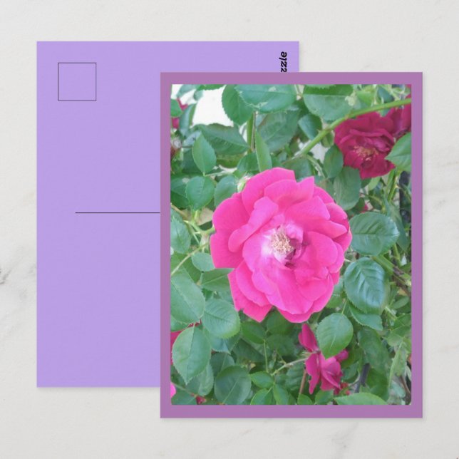 Carte postale rose (Devant / Derrière)