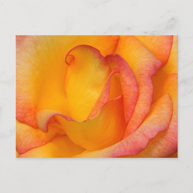 Carte Postale Rose (Devant)