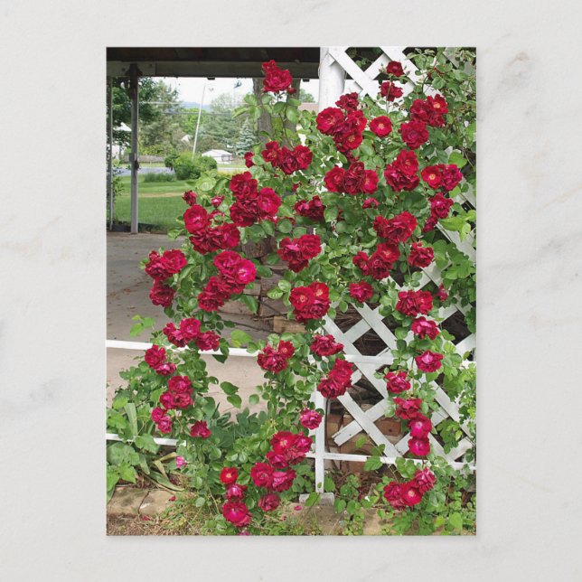 Carte Postale Rose (Devant)