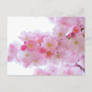 Carte postale rose