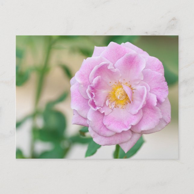 Carte Postale Rose (Devant)