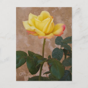 Carte postale rose