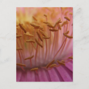 Carte postale rose
