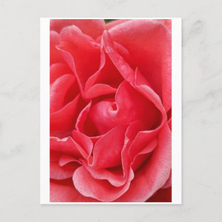Carte postale rose