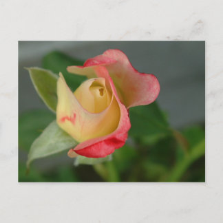 CARTE POSTALE ROSE 2