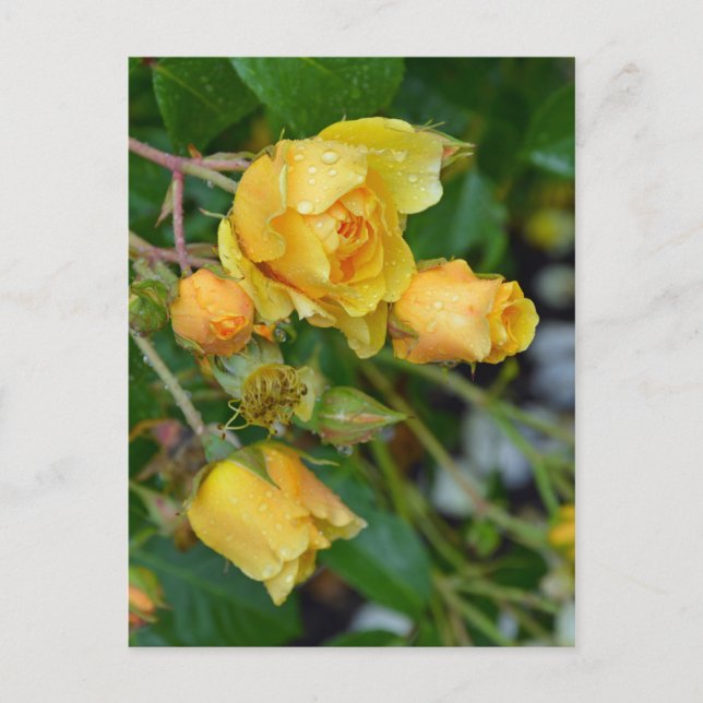 Carte postale rose à ressort jaune (Devant)