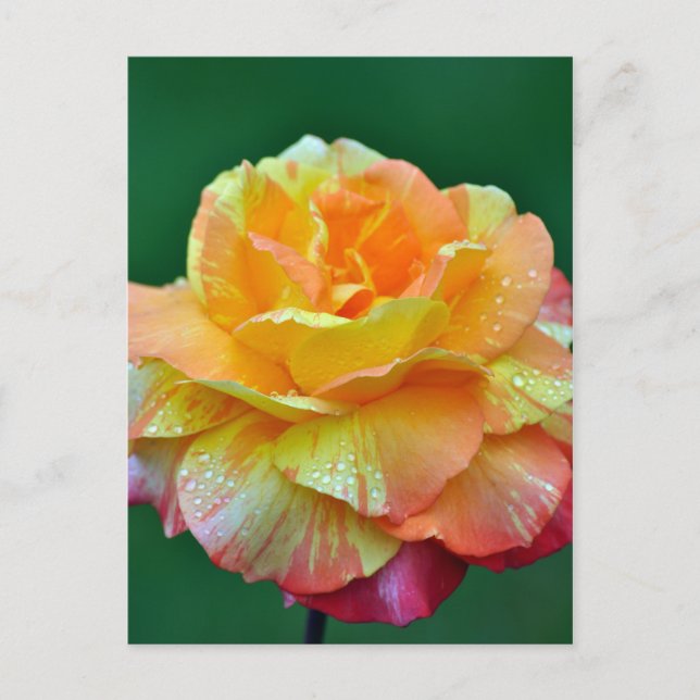 Carte Postale Rose à thé orange simple (Devant)
