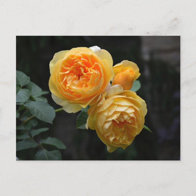 Carte Postale Rose anglais jaune (Devant)