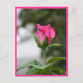 Carte Postale Rose après la pluie