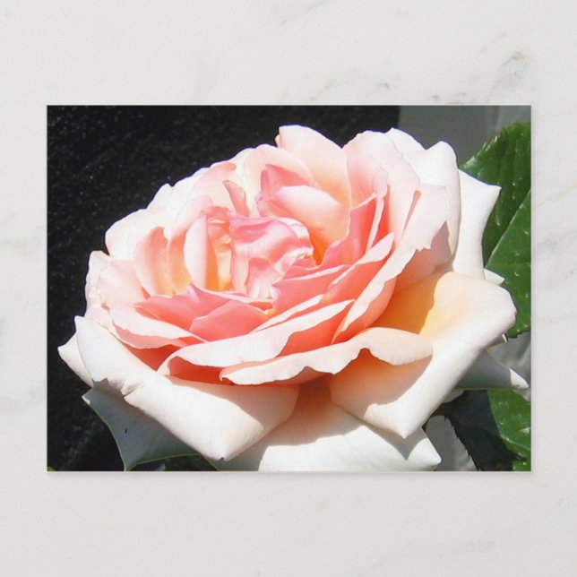 Carte Postale Rose Apricot (Devant)