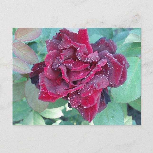 Carte Postale Rose avec rosée du matin (Devant)